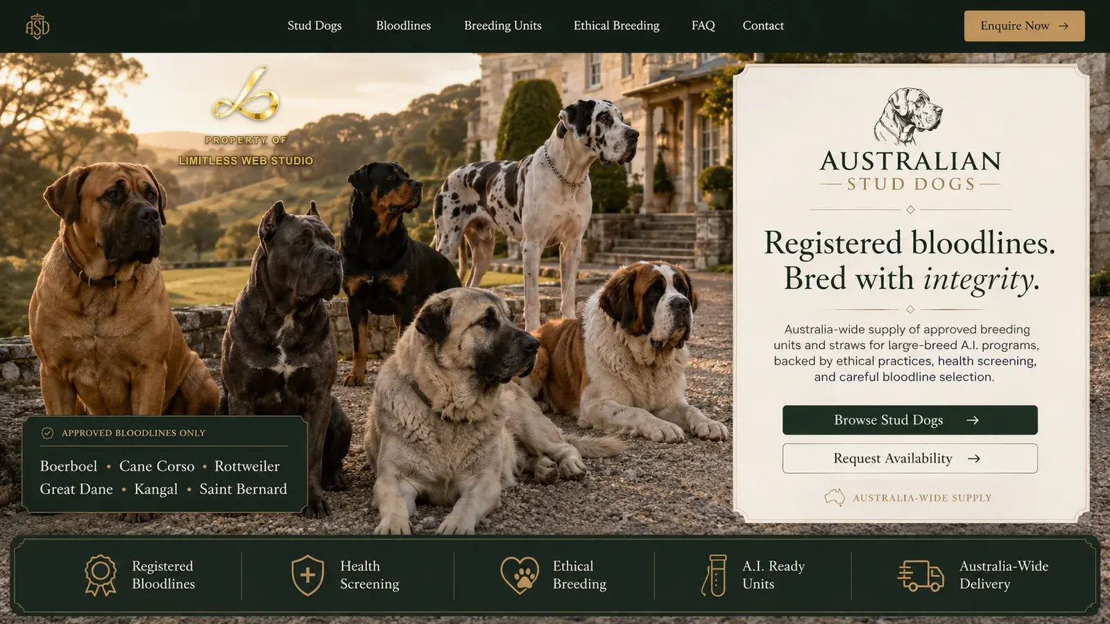 Australian Stud Dogs, Editorial direction website hero design by Limitless Web Studio